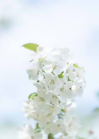 Flower Beautiful 02