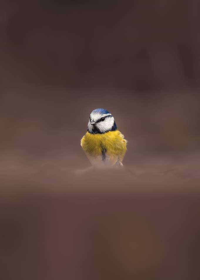 Blue tit