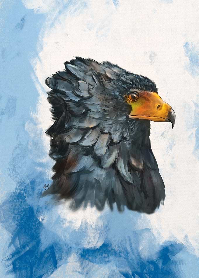 Bateleur African Eagle