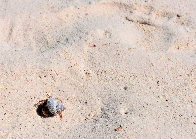 Hermit Crab