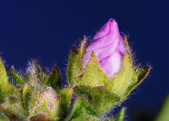 Macro of a malva flower