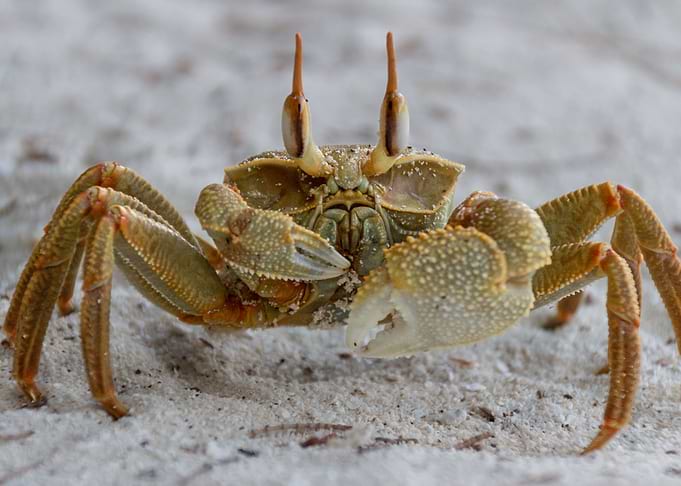 Maldivian Crab