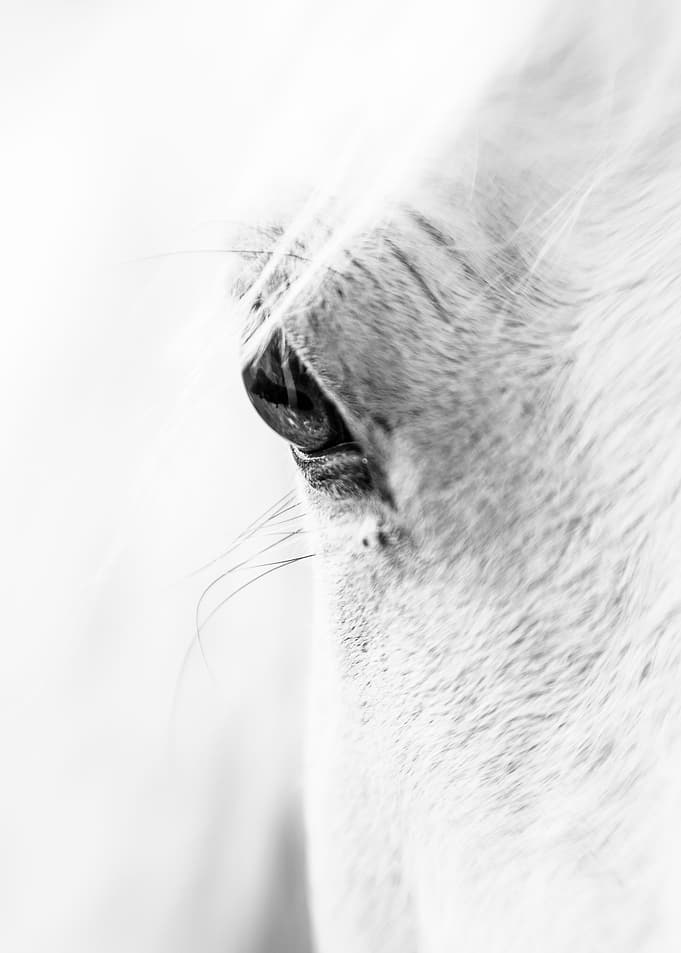 Horse Eye