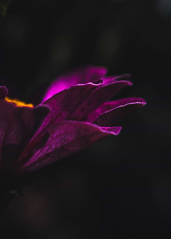 Petals in pink