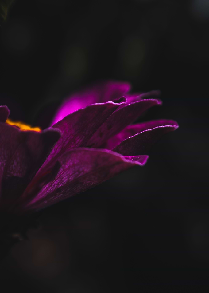 Petals in pink