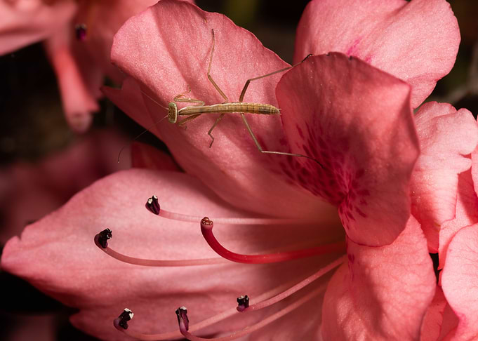 Praying Mantis
