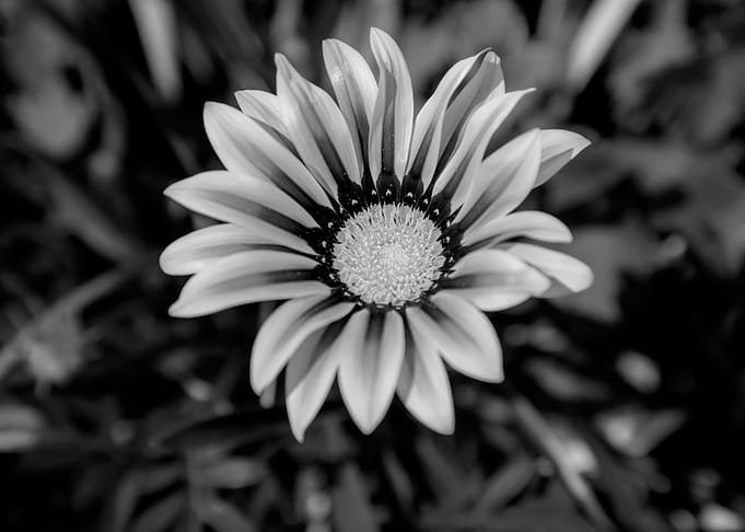 gazania