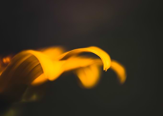 Petal in yellow
