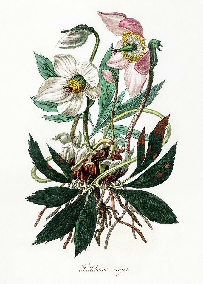 Christmas Rose
