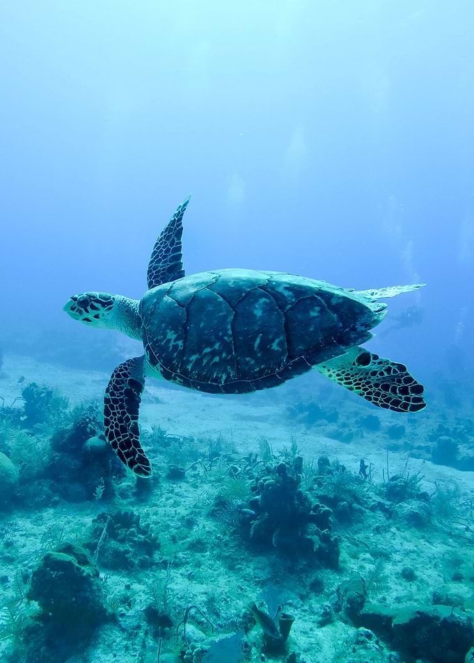 Turtle