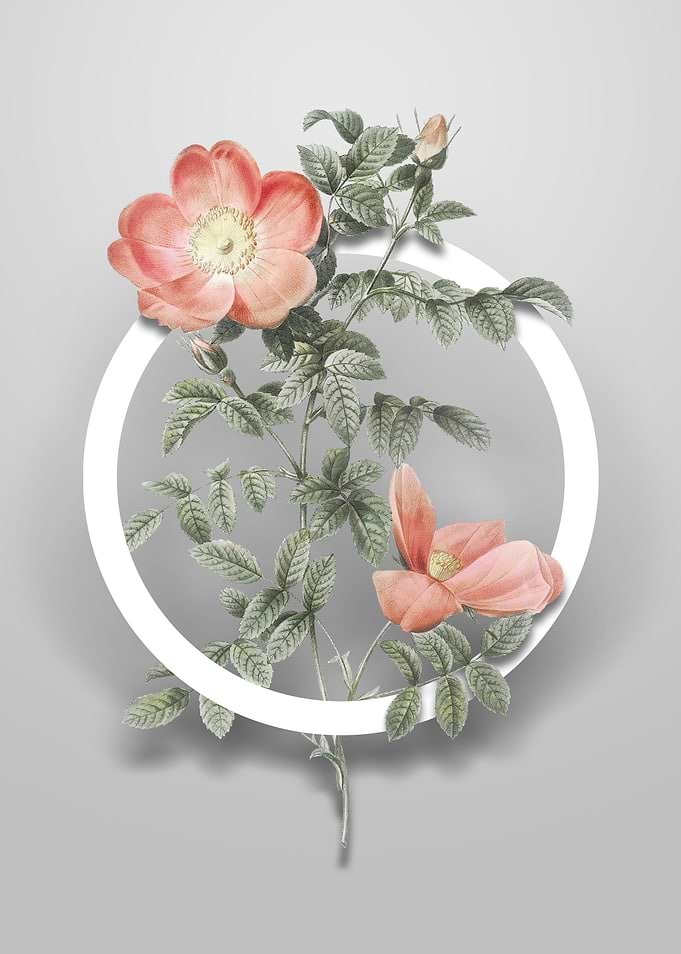 Red Sweetbriar Rose Flower
