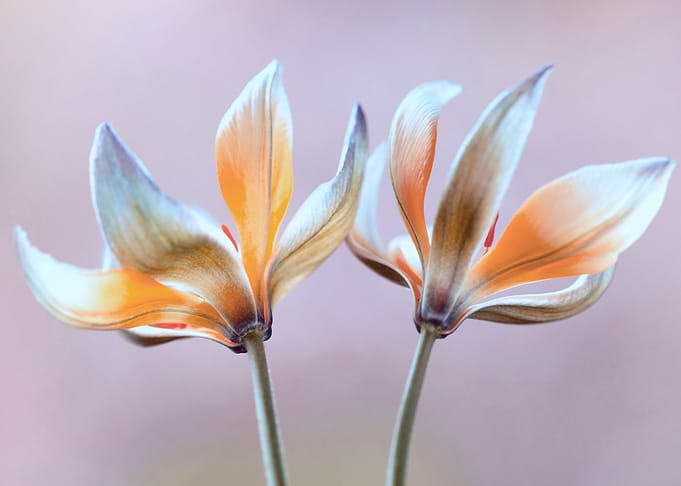 Botanical Tulips