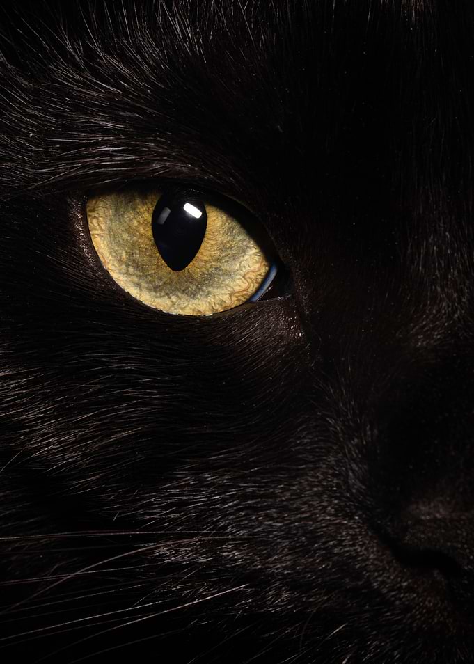 The Watcher