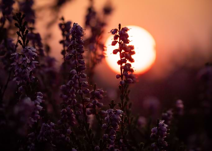 Sunrise On The Heathland