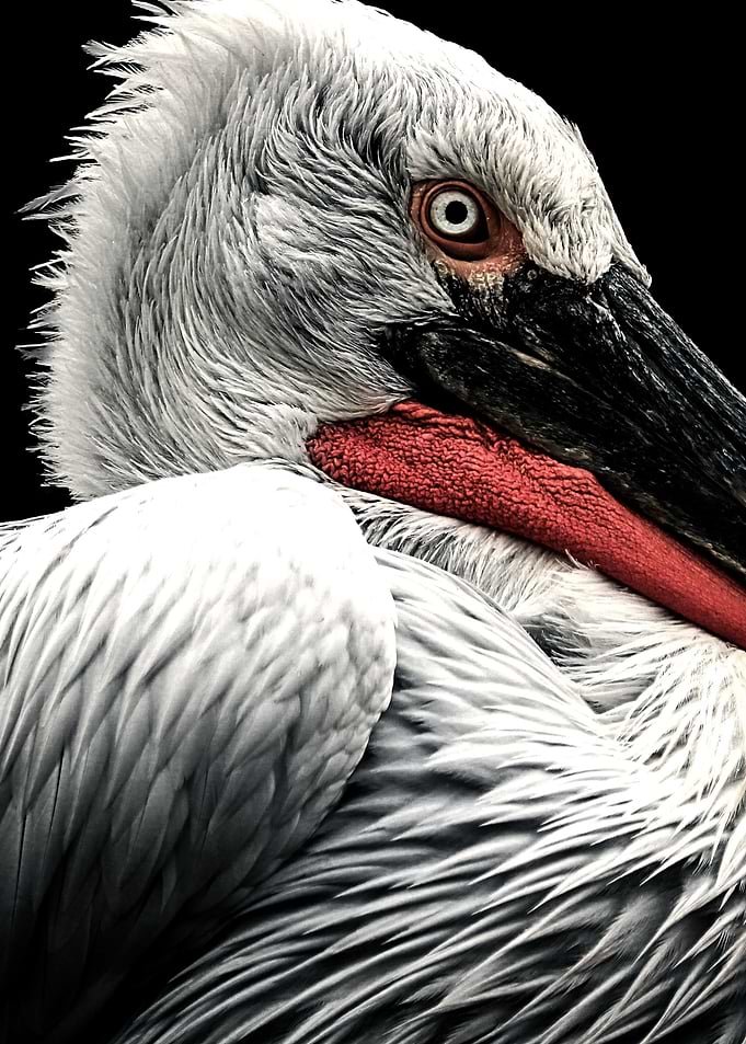 Headshot Pelican