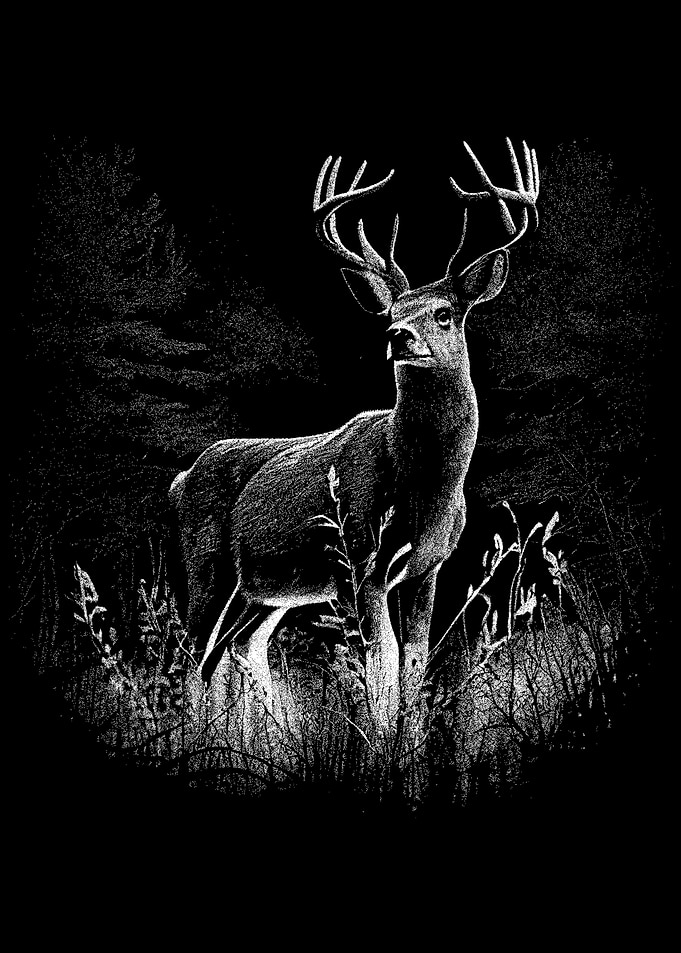 Deer