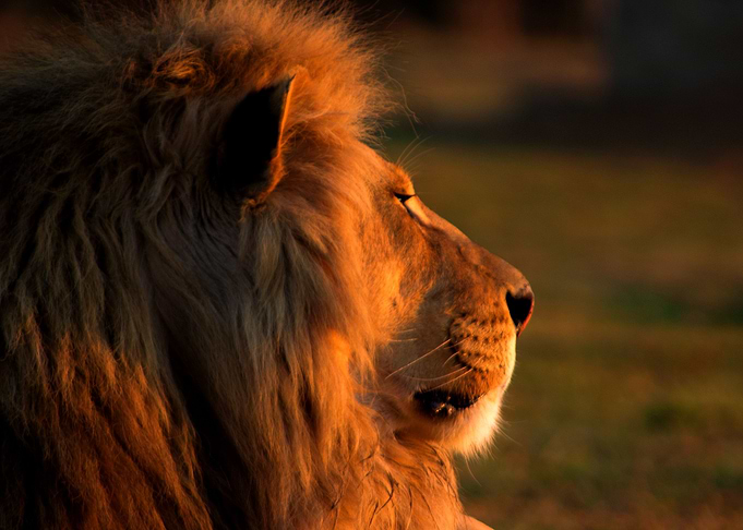 Lion