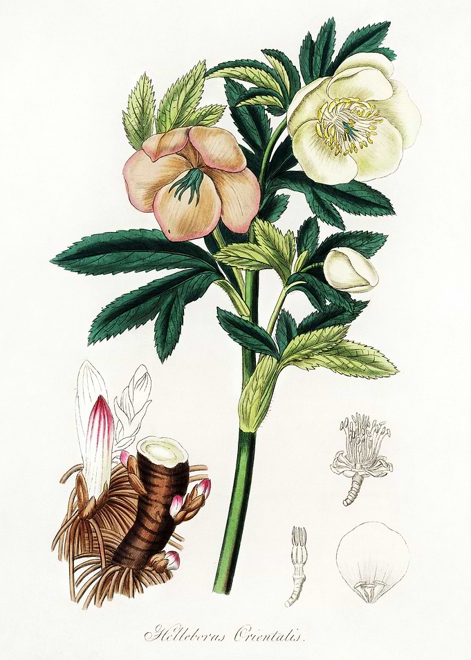 Helleborus orientalis