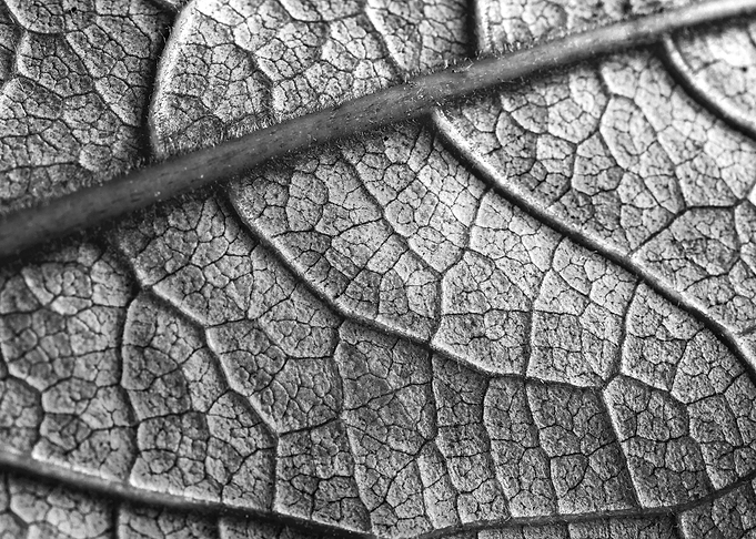 the texture