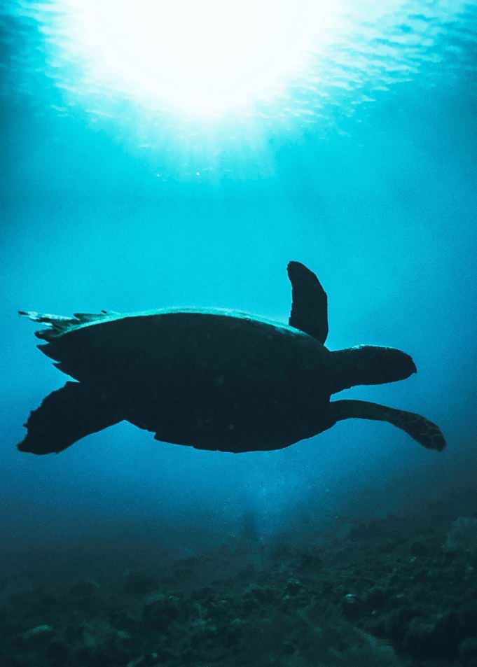 Turtle