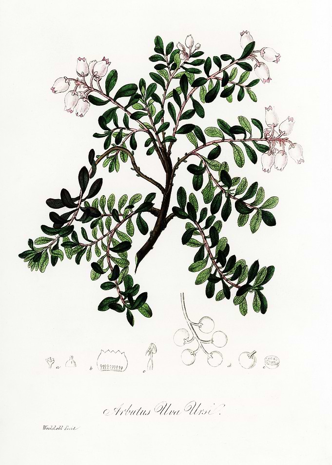 Arbutus Uva Ursi