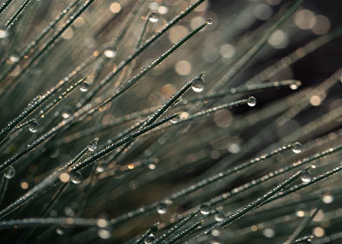 Morning Dew On The Grass
