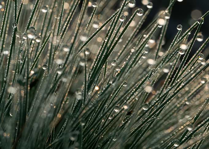 Morning Dew On The Grass