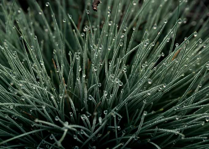 Morning Dew On The Grass