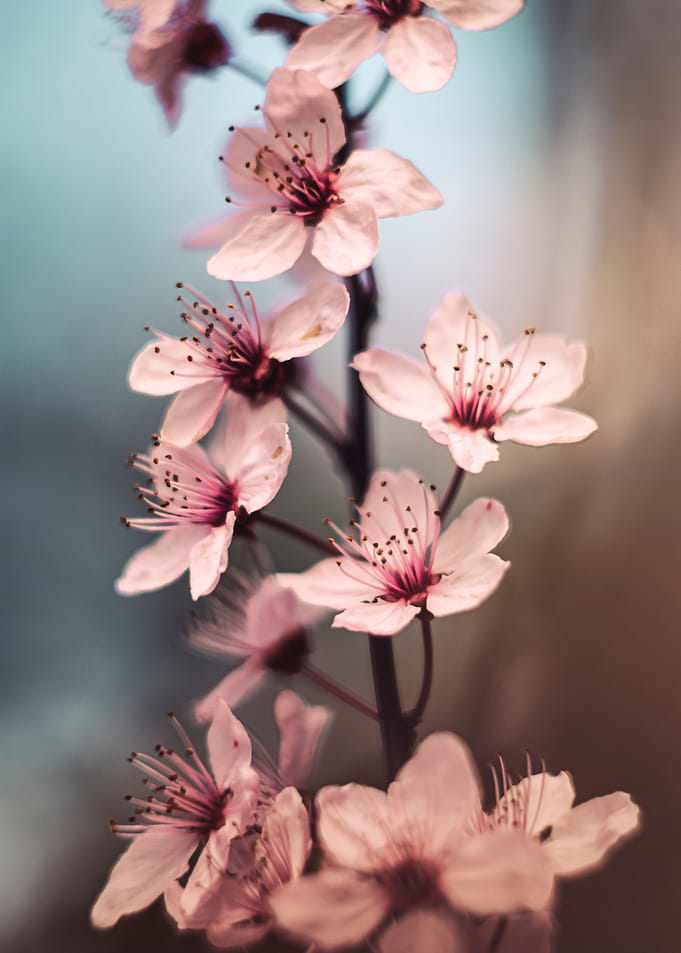 Japanese cherry blossom