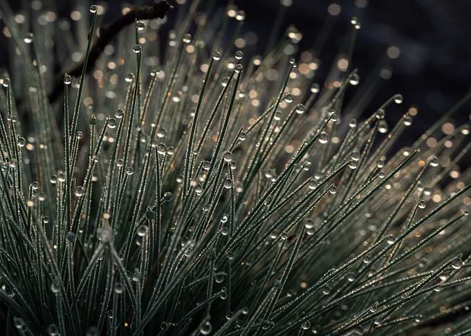 Morning Dew On The Grass