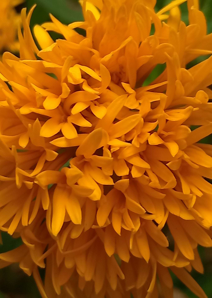 Marigold