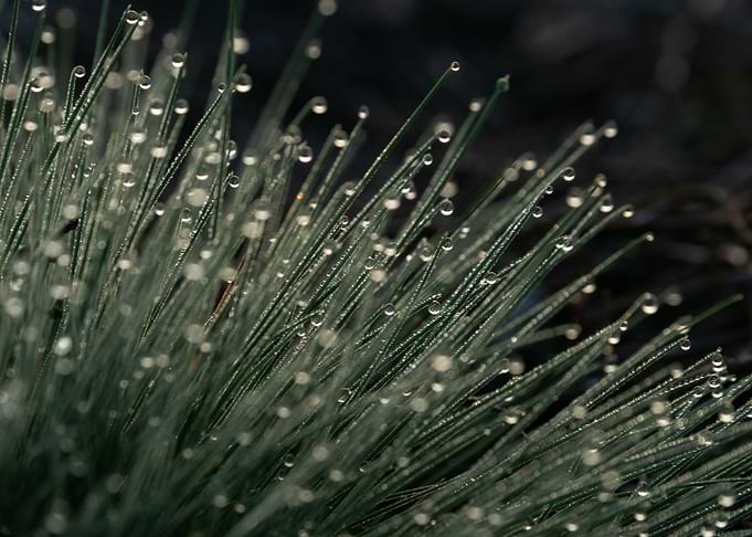 Morning Dew On The Grass