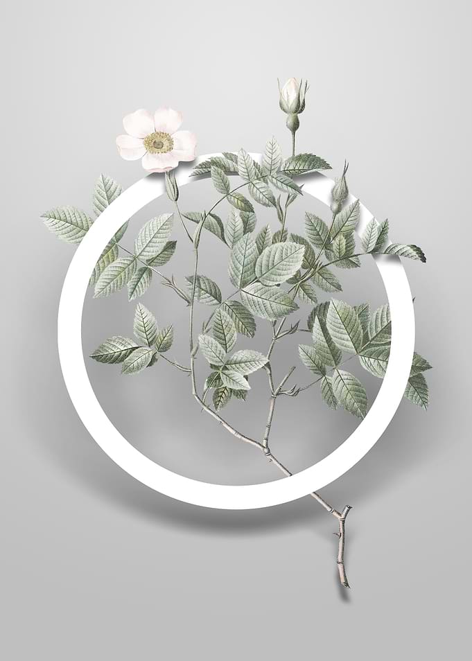 Vintage Rosebush Flower