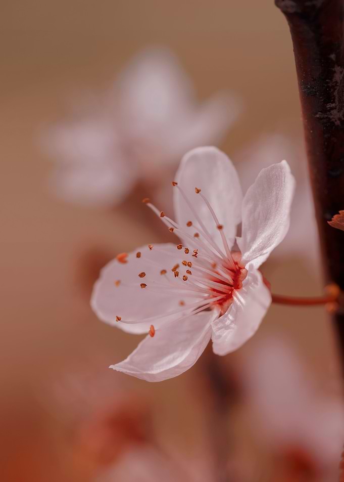 Japanese cherry blossoms