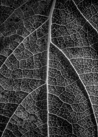 a leaf