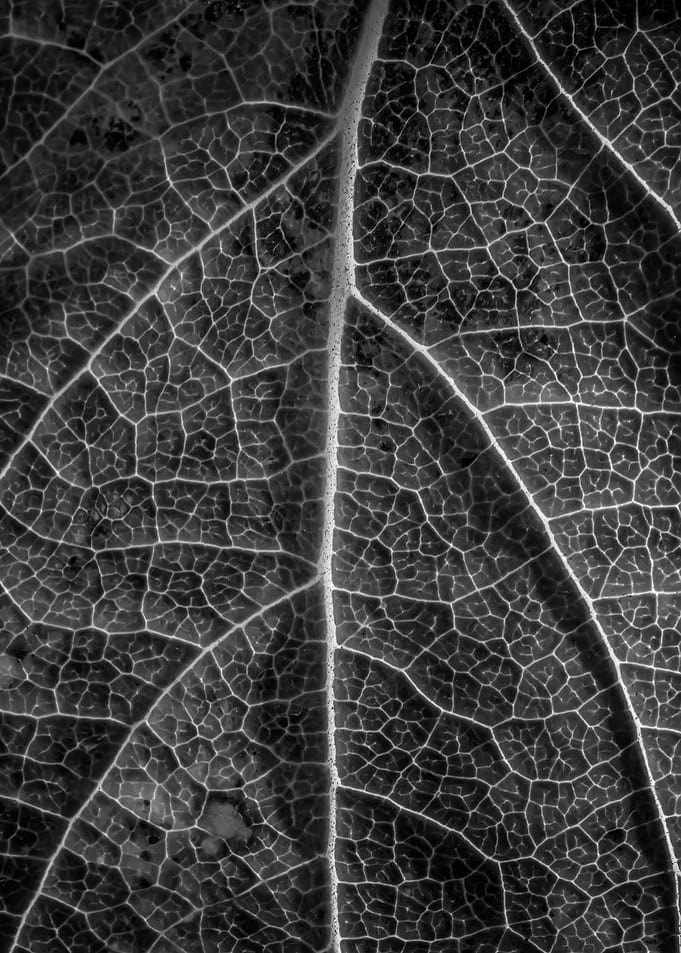 a leaf