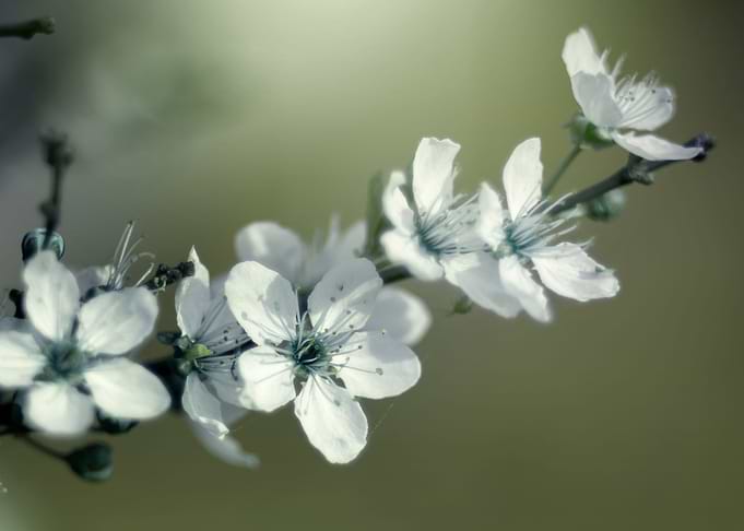 Japanese cherry blossoms