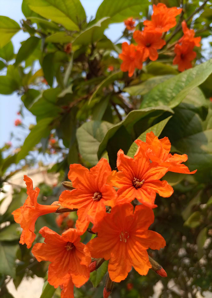 Geiger Tree