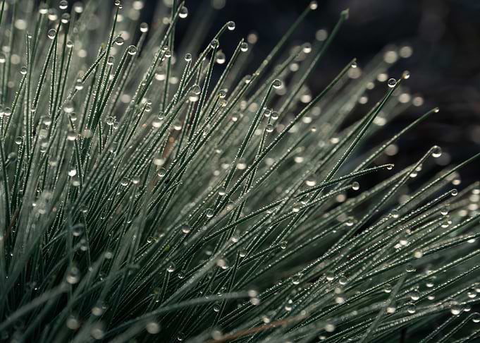 Morning Dew On The Grass