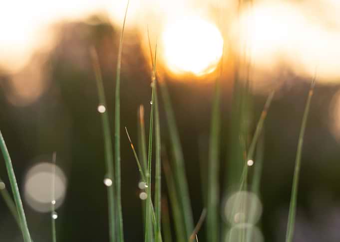 Morning Dew On The Grass