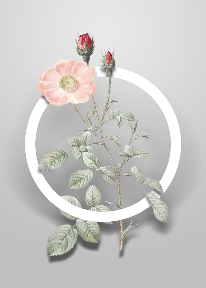 Sparkling Rose Flower Art