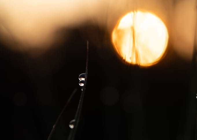 Morning Dew On The Grass