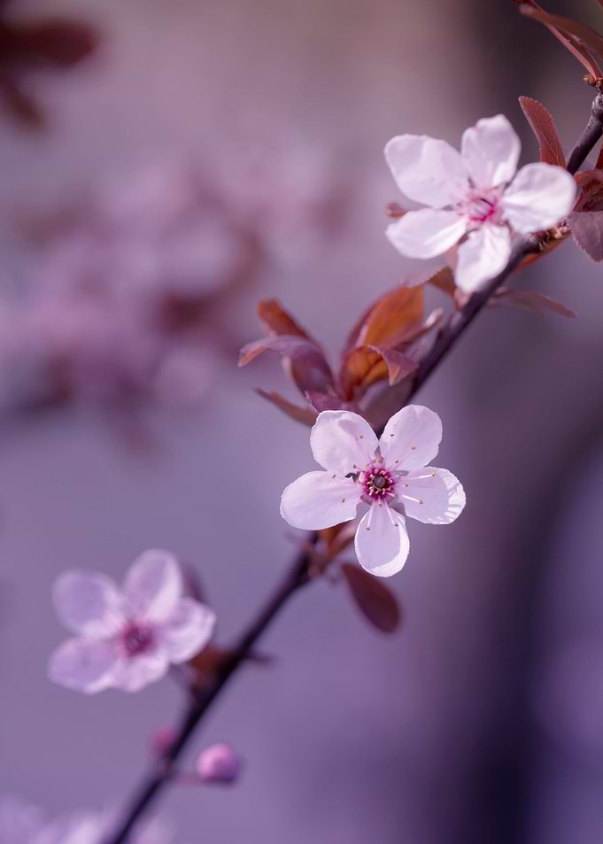 Japanese cherry blossoms
