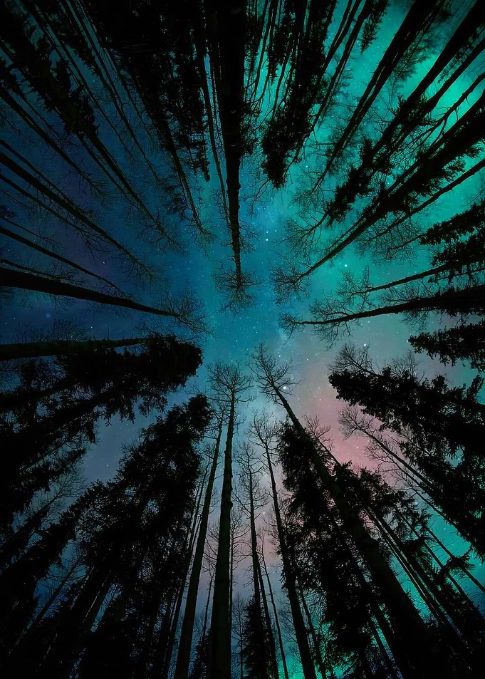Nocturnal aura tree forest