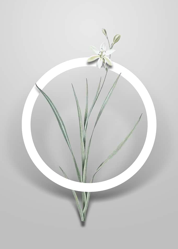 Ixia Anemonae Flora Flower