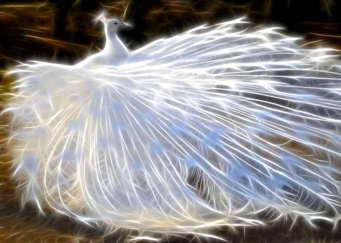 animal