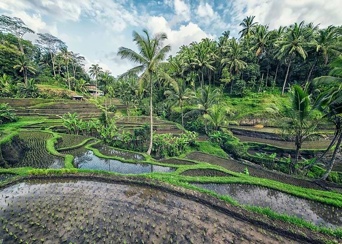 Asian Landscape