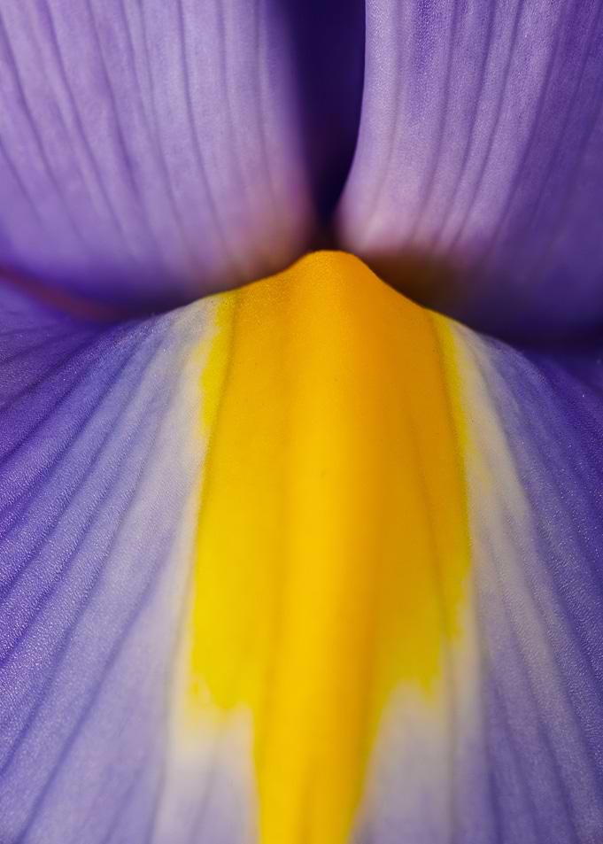 Macro of an iris flower
