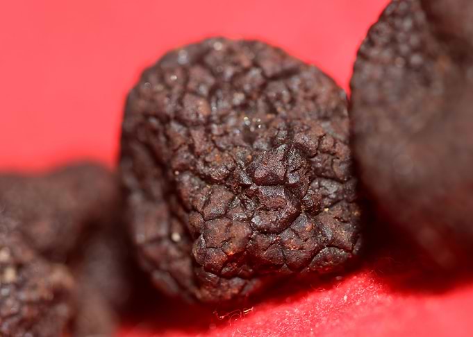 Black winter truffes macro