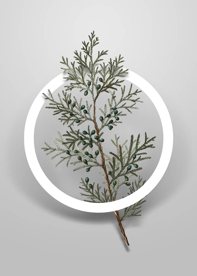 Virginian Juniper Flower